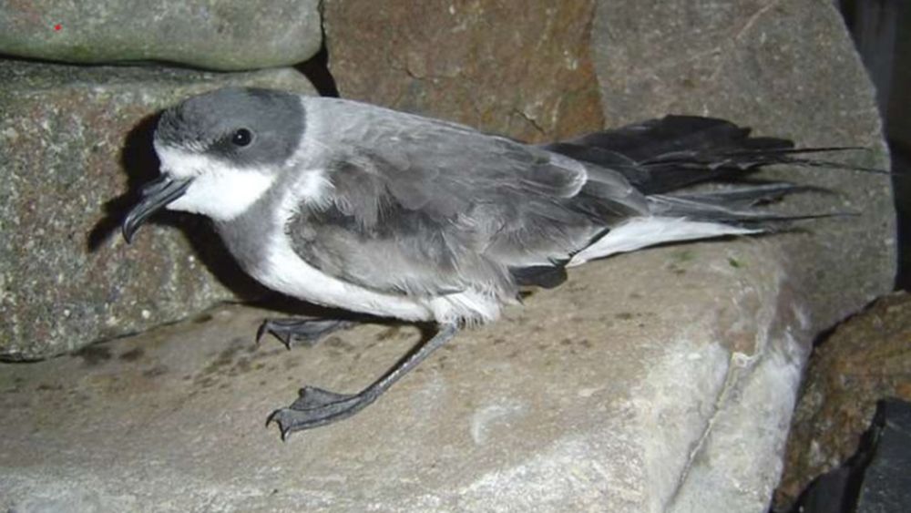 SQM corrige luminaria y fortalece cierres perimetrales por aves contaminadas en planta de litio