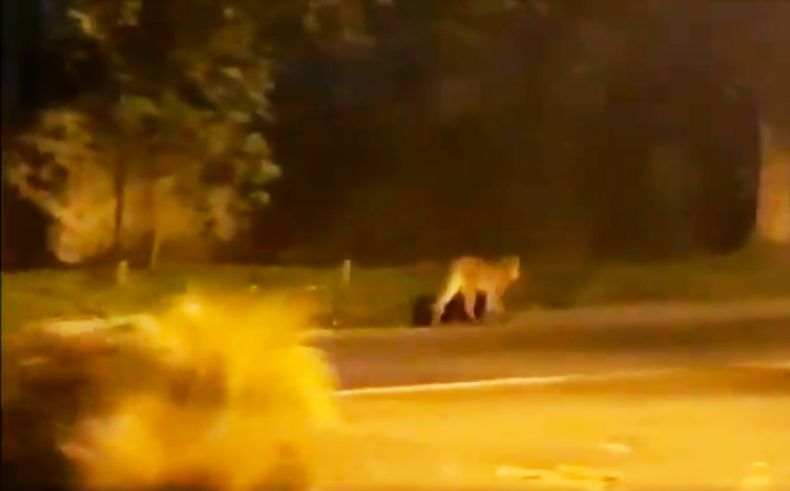 Puma silvestre avistado en Chicureo.jpg