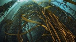 Carbono azul: Preocupa mal estado de conservación de pastos marinos que filtran pesticidas