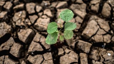 El Desconcierto | trees grown dry cracked dry soil dry season global warming 850x400 1.jpg