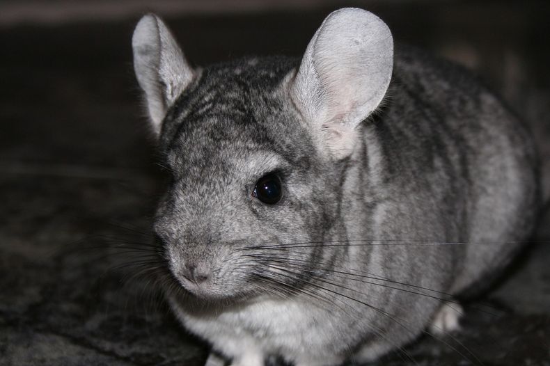 chinchilla 723359_1280.jpg