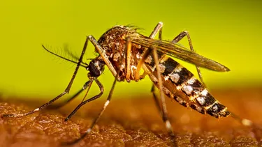 Alerta por aparición de mosquito que transmite el Dengue en Santiago: ¿Qué es la fiebre amarilla y cómo prevenirla?