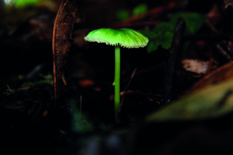 entoloma scaled.jpg