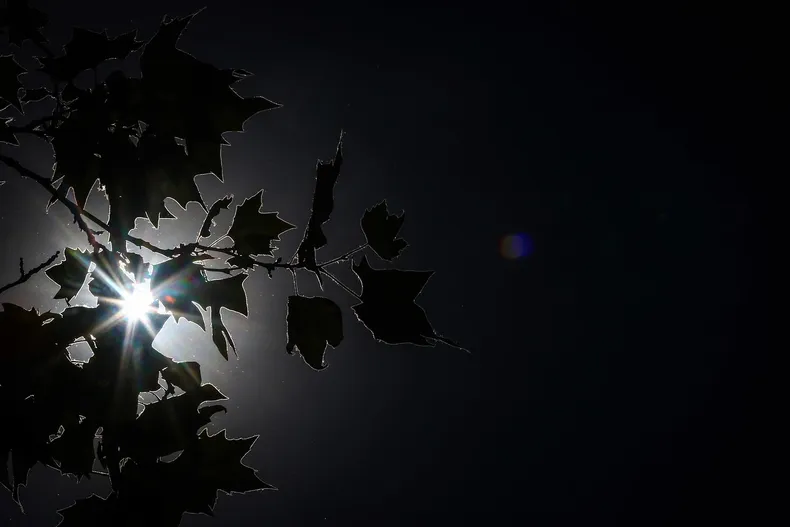 30650 plantas luz.webp