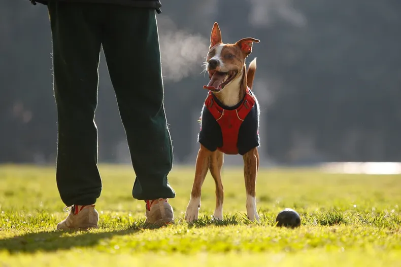 duena acuso negligencia por muerte de su perro corte absuelve a clinica por falta de peritaje veterinario.webp