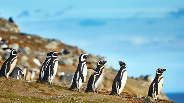 El Desconcierto | pinguinos chile isla magdalena 1.png