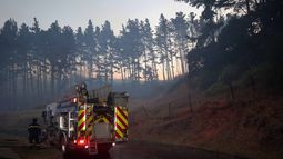 Incendios forestales: Reportan 20 siniestros que siguen en combate en la zona centro-sur