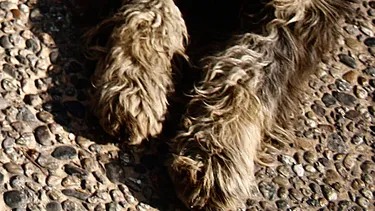 Municipalidad de Copiapó y diputados se querellan contra médico tras horrible maltrato animal viralizado en redes