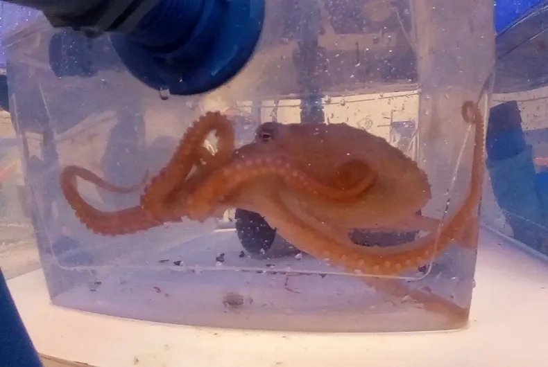 21503 pulpo rojo.webp