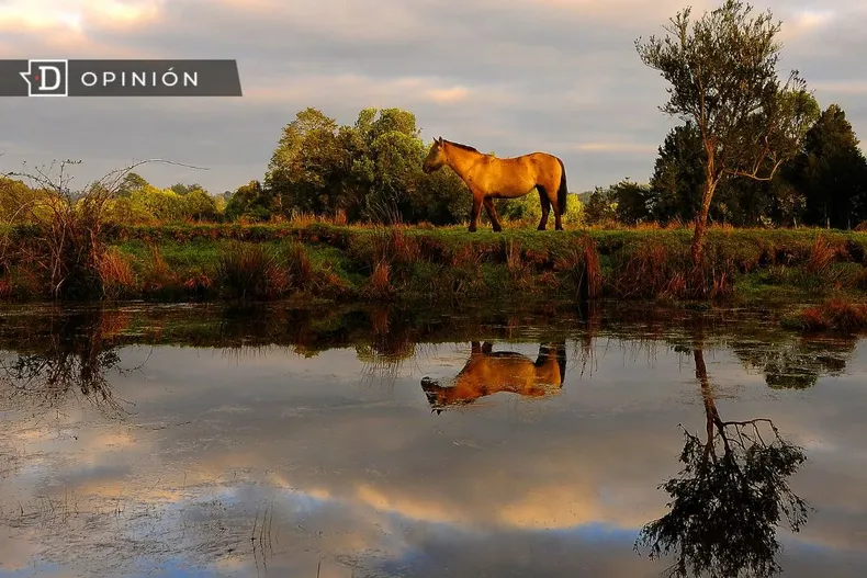 15508 un caballo en un paisaje natural.webp