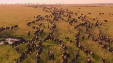 La Gra Migración de África afectada por la crisis climática - Captura de video