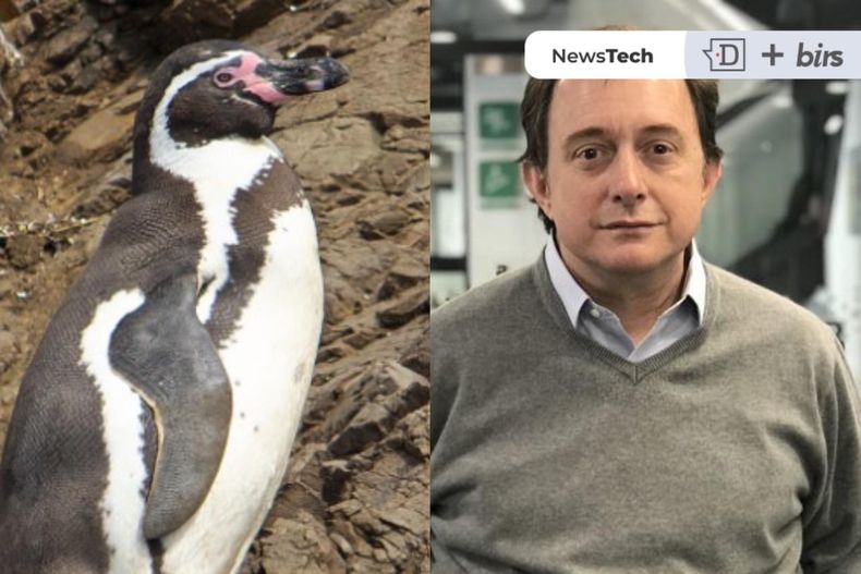 poduje a favor de dominga buena noticia para los pinguinos mala para el 96 de vecinos.jpeg
