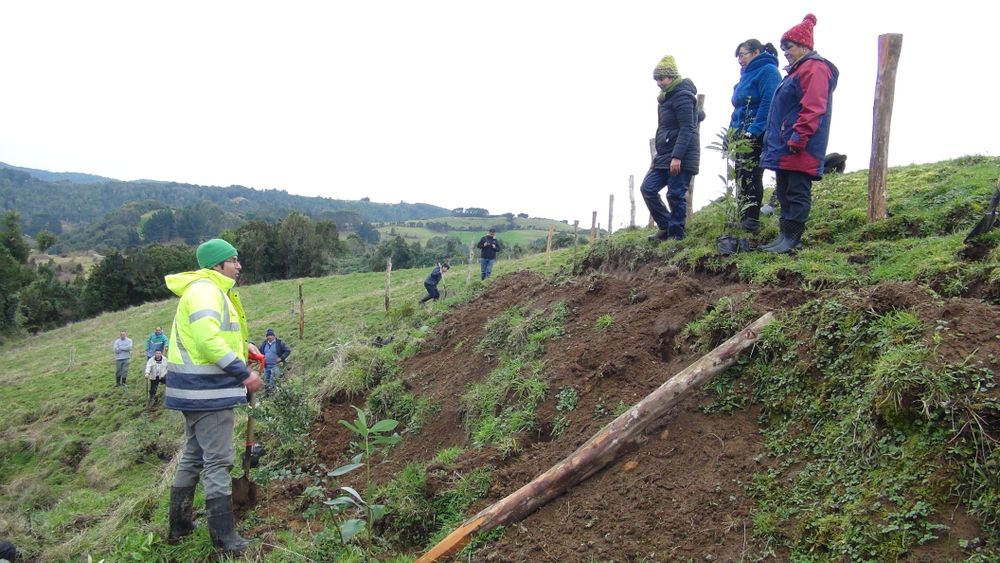 Reforestación con especies nativas en Catrumán, Chiloé.&nbsp;