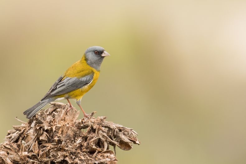 IV LC Laguna Conchali 7 16 2.jpg