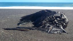 Cierran borde costero de San Pedro de la Paz por aves muertas: sospechan gripe aviar