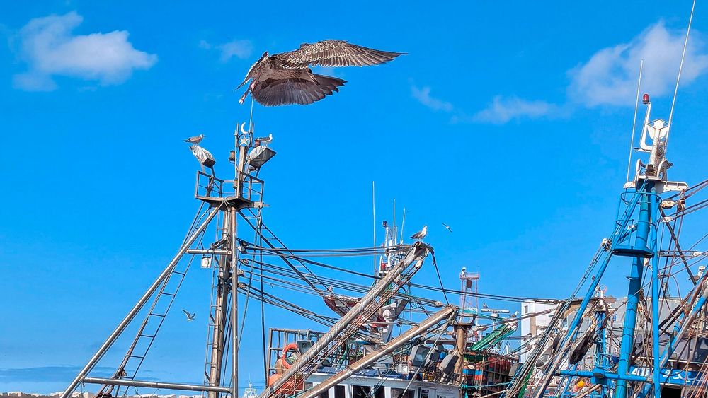 Muestran cómo la pesca se convierte en trampa mortal para aves marinas de Chile y Perú que terminan enredadas