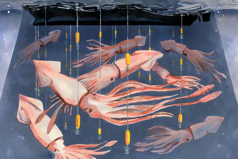 20230421_ilustracion calamares pesca_LuisaRivera_ChinaDialogueOcean 1400x934 1 e1686503289413.jpg