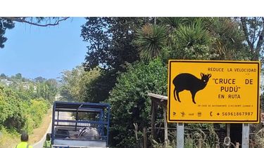 ¡Atención, conductor! Respeta esta nueva señalética para evitar atropello de pudúes