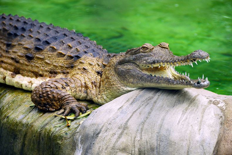 1280px Freshwater_Crocodile_at_Lone_Pine_Koala_Sanctuary.jpg