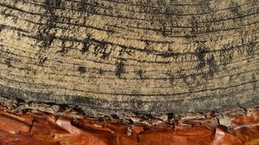 El Desconcierto | 3405 arboles clima.jpg