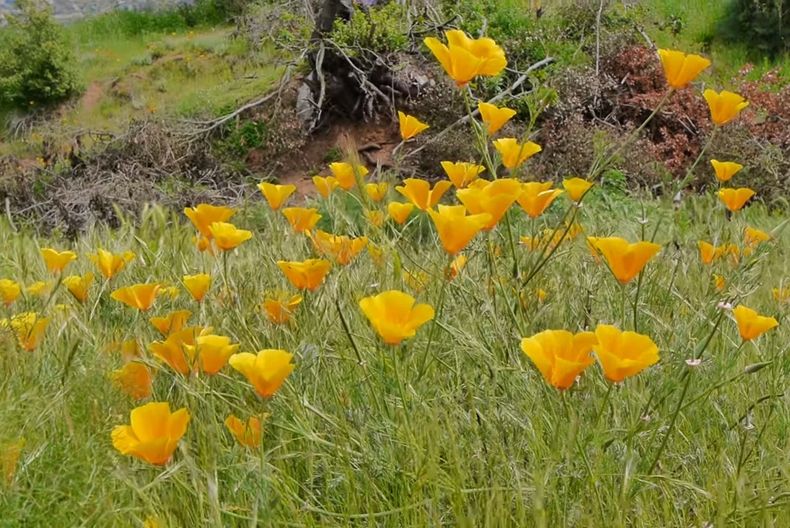 23707 dedal de oro.jpg