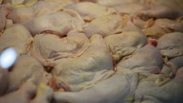 ¿Subirá el precio? SAG confirma suspensión de importaciones de pollo y huevos desde Argentina
