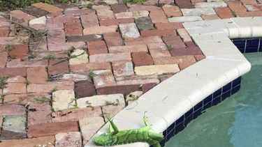 Iguanas congeladas: Temperaturas de hasta 40 grados bajo cero afectan sectores del sur de Florida