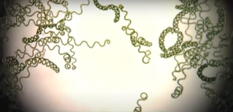 Microalgas.jpg