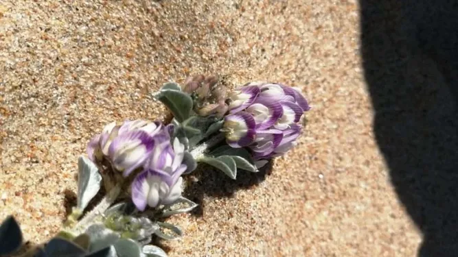 Vecinos del Tabo alertan por cambio de Plan Regulador que abriría camino en dunas con flor única en el mundo