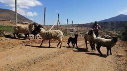 La migración rural de Illapel y la pugna por el agua