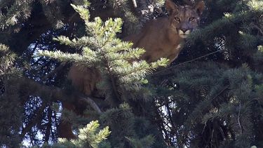 El Desconcierto | 7615 puma.jpg