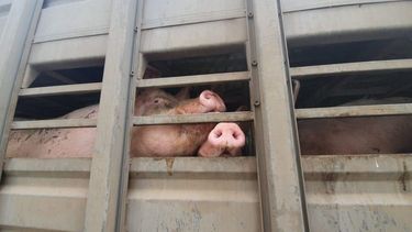 Freirina II: Tras 300 denuncias, sancionan a planta de cerdos en San Javier por olor nauseabundo