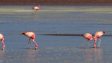 Confabulada con empleados de Conaf: Minera explotó salar restringido afectando flamencos en Arica