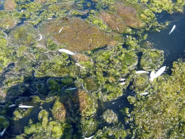 exigen a kast abordar desde el primer dia crisis del agua en los molles tras denuncia ante la cidh se requieren decisiones urgentes.webp