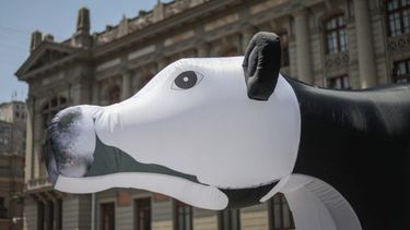Fundación Vegetarianos realiza intervención en Santiago con vaca gigante