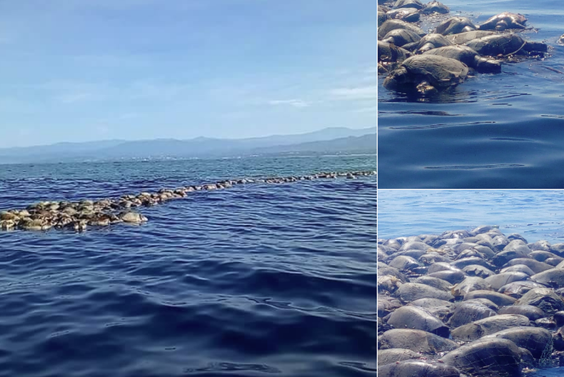 tortugas.png
