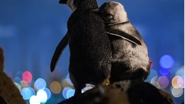 Fotógrafo comparte increíble registro de dos pingüinos abrazándose