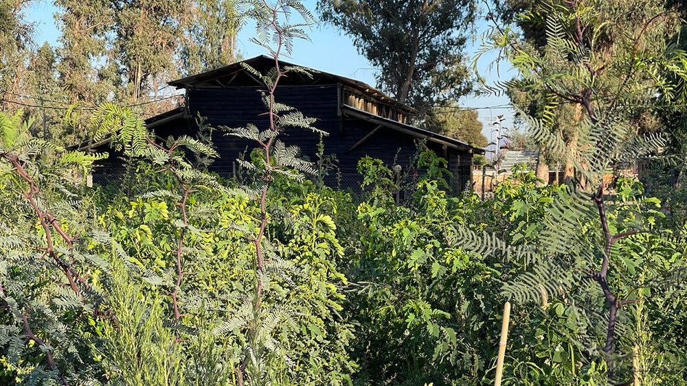 Microbosques nativos en Chile restaurados con técnica japonesa ganan premio internacional
