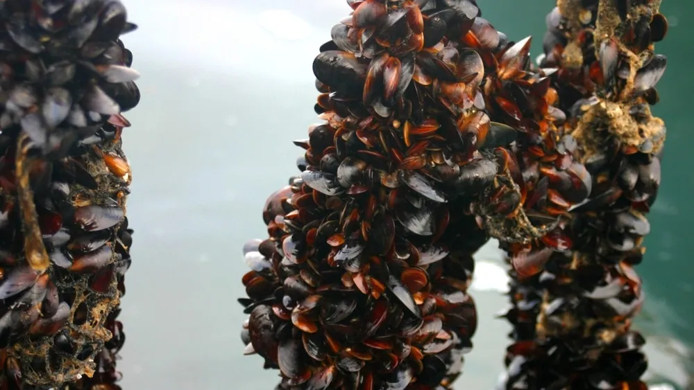 Granjas de choritos chilenos peligran por aumento de marea roja en sur y norte del país