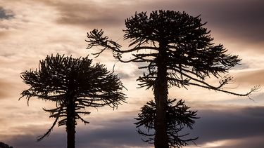 Académicos de Temuco solicitan que araucaria sea declarada en peligro de extinción
