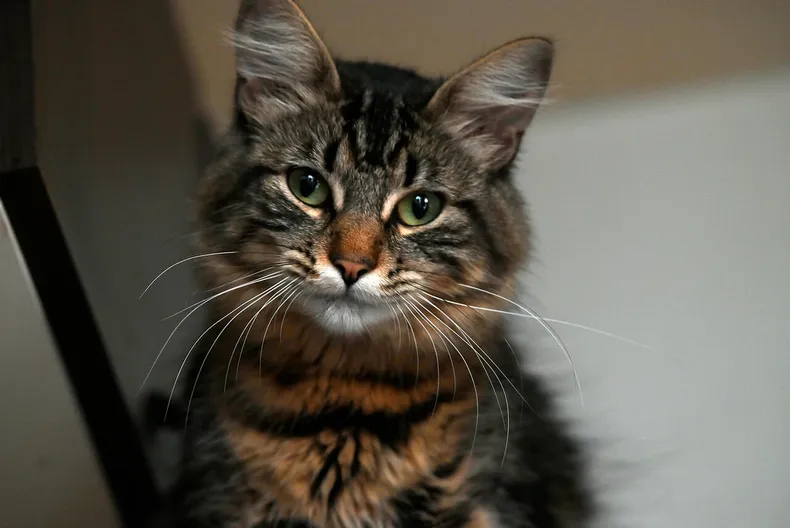 tras atropellar un gato difundieron su direccion en una funa y sufrio ataques en su casa corte ordeno borrar publicacion.webp