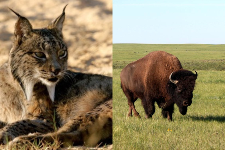 lince bisonte.png