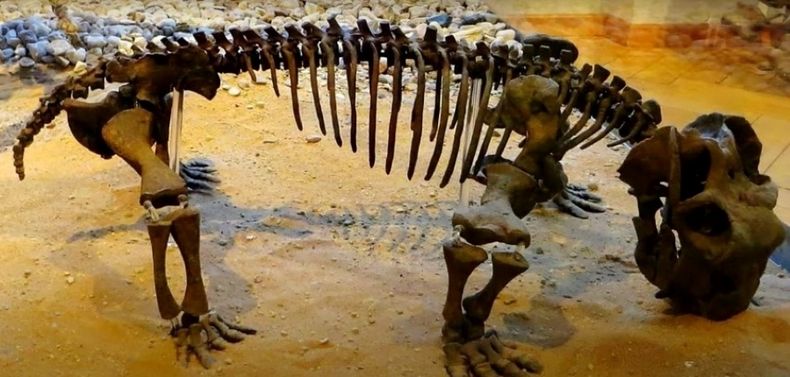 Dicinodonte NOTA.jpg