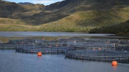 Por primera vez: SMA revoca permisos ambientales a salmonera por grave daño a parque nacional