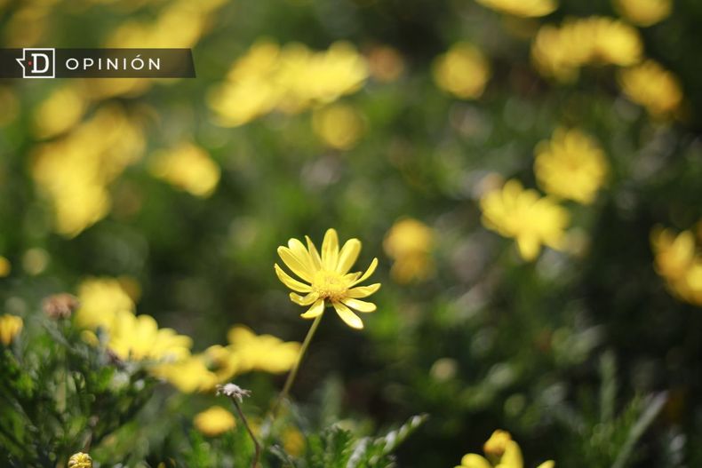 5133 imagen de flores amarillas y pasto.jpg