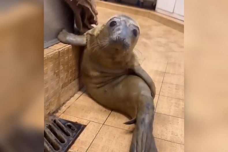 foca e1703880991191.jpeg