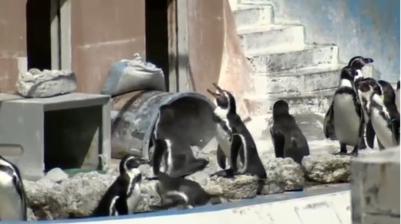 pingui 1.jpg