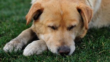 Grave caso de maltrato animal en Maipú - Agencia Uno