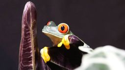 Pérdida de biodiversidad: ¿Hasta dónde puede resistir la vida en la Tierra?