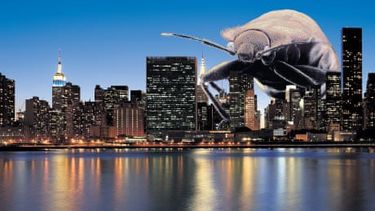 Relatos de plagas y epidemias: Bedbugs